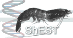 ShEST Shrimp Genome Project